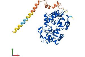 AlphaFold protein structure predicition of Mouse Recombinant St8sia4 Protein, UniprotID Q64692