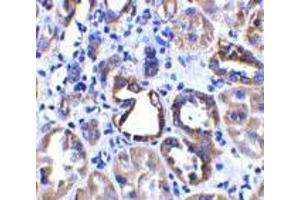 Immunohistochemistry of ACE2 in human kidney tissue with ACE2 antibody at 2 μg/ml. (ACE2 anticorps  (Intermediate Domain 2))