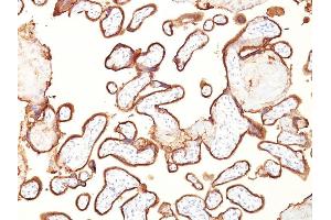 Formalin-fixed, paraffin-embedded human placenta stained with PLAP Mouse Monoclonal Antibody (GM022). (PLAP anticorps)