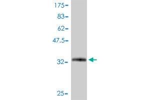 Western Blot detection against Immunogen (34. (SNRPG anticorps  (AA 1-76))