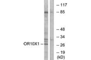 Western blot analysis of extracts from COLO cells, using OR10X1 Antibody. (OR10X1 anticorps  (AA 216-265))