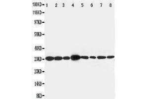 Lane 8: 293T Cell Lysate