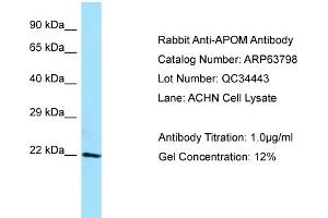 Western Blotting (WB) image for anti-Apolipoprotein M (APOM) (C-Term) antibody (ABIN2789630) (Apolipoprotein M anticorps  (C-Term))