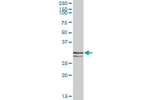 STX11 MaxPab polyclonal antibody.