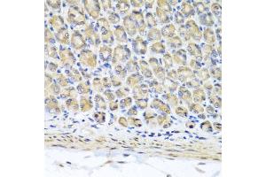 Immunohistochemistry of paraffin-embedded mouse stomach using STK3 antibody.