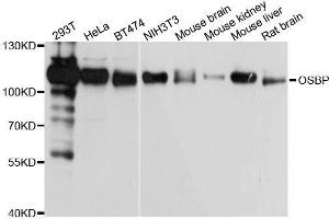 Western blot analysis of extracts of various cell lines, using OSBP antibody. (OSBP anticorps  (AA 508-807))