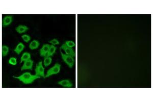 Immunofluorescence analysis of A549 cells, using RPL36 antibody. (RPL36 anticorps  (Internal Region))