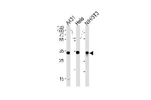 MDH2 Antibody (Center) (ABIN389448 and ABIN2839518) western blot analysis in A431,Hela and mouse NIH/3T3 cell line lysates (35 μg/lane). (MDH2 anticorps  (AA 86-115))