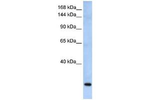 WB Suggested Anti-FBXW10 Antibody Titration: 0. (FBXW10 anticorps  (Middle Region))