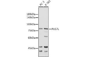 anti-Pseudouridylate Synthase 7 Homolog-Like (PUS7L) (AA 1-300) antibody