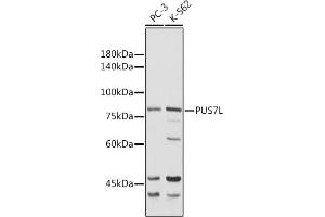Western blot analysis of extracts of various cell lines, using PUS7L antibody (ABIN7269740) at 1:1000 dilution. (PUS7L anticorps  (AA 1-300))