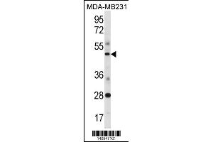 SPIB antibody  (C-Term)
