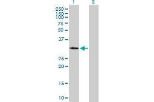 Western Blot analysis of IGFBP2 expression in transfected 293T cell line by IGFBP2 MaxPab polyclonal antibody. (IGFBP2 anticorps  (AA 1-328))