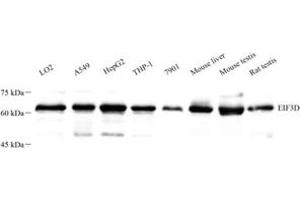 Western blot analysis of EIF3D (ABIN7073884) at dilution of 1: 500 (EIF3D anticorps)