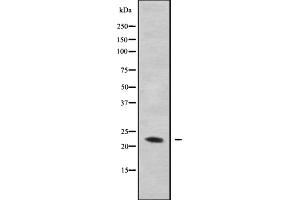 Western blot analysis GAS3 using MDA-MB-435 whole cell lysates (PMP22 anticorps  (C-Term))