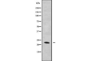 Western blot analysis GAS3 using MDA-MB-435 whole cell lysates