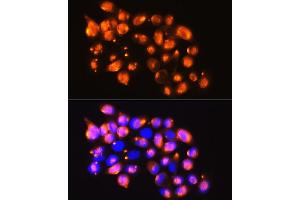 Immunofluorescence analysis of HeLa cells using EPB41L2 antibody (ABIN6131606, ABIN6140199, ABIN6140200 and ABIN6224888) at dilution of 1:100. (EPB41L2 anticorps  (AA 1-210))