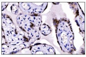 IHC analysis of KMT1B/SUV39H2 using anti-KMT1B/SUV39H2 antibody (ABIN7602135). (SUV39H2 anticorps  (AA 6-410))