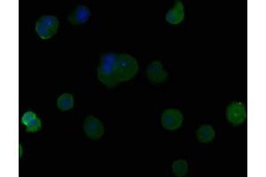 Immunofluorescence staining of MCF-7 cells with ABIN7164243 at 1:50, counter-stained with DAPI. (PSG9 anticorps  (AA 241-426))