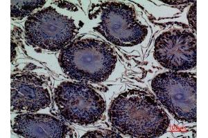 Immunohistochemistry (IHC) analysis of paraffin-embedded Rat Testis, antibody was diluted at 1:100.