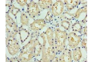 Immunohistochemistry of paraffin-embedded human kidney tissue using ABIN7148289 at dilution of 1:100