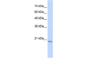 Western Blotting (WB) image for anti-Prefoldin Subunit 6 (PFDN6) antibody (ABIN2459526) (PFDN6 anticorps)