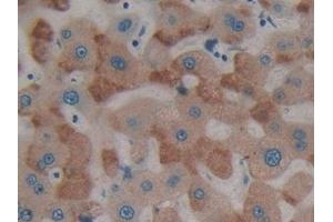 Detection of PTPRH in Human Liver Tissue using Polyclonal Antibody to Protein Tyrosine Phosphatase Receptor Type H (PTPRH)