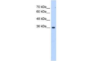 LOC339879 antibody used at 2. (ALG1L6P anticorps  (C-Term))