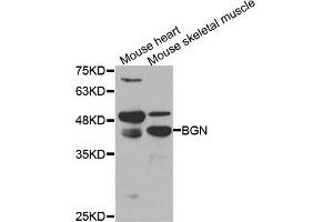Western blot analysis of extracts of mouse heart and moues skeletal muscle cell lines, using BGN antibody. (Biglycan anticorps)