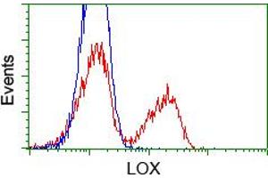 HEK293T cells transfected with either pCMV6-ENTRY LOX (RC213323) (Red) or empty vector control plasmid (Blue) were immunostained with anti-LOX mouse monoclonal (ABIN2453264), and then analyzed by flow cytometry. (LOX anticorps  (AA 22-168))