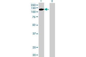 Western Blot analysis of FGFR2 expression in transfected 293T cell line by FGFR2 MaxPab polyclonal antibody. (FGFR2 anticorps  (AA 1-821))