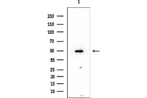 Western blot analysis of lysates from HUVEC cells, using PDCD4 Mouse Monoclonal Antibody at 1/1000 dilution.