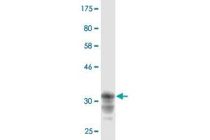 Western Blot detection against Immunogen (36. (CRTAP anticorps  (AA 307-401))