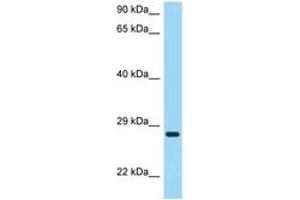 Image no. 1 for anti-Tetraspanin 26 (TSPAN26) (AA 91-140) antibody (ABIN6748407) (CD37 anticorps  (AA 91-140))