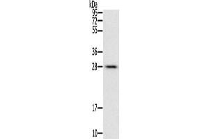 Gel: 12 % SDS-PAGE, Lysate: 40 μg, Lane: Mouse liver tissue, Primary antibody: ABIN7129446(FAM89B Antibody) at dilution 1/400, Secondary antibody: Goat anti rabbit IgG at 1/8000 dilution, Exposure time: 10 seconds (FAM89B anticorps)