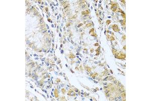 Immunohistochemistry of paraffin-embedded human stomach using RN antibody  at dilution of 1:100 (40x lens). (RNASE13 anticorps  (AA 1-156))
