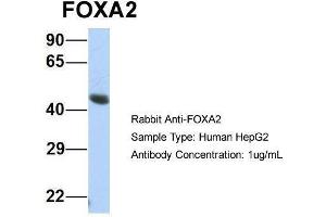Host:  Rabbit  Target Name:  FOXA2  Sample Type:  Human HepG2  Antibody Dilution:  1. (FOXA2 anticorps  (Middle Region))