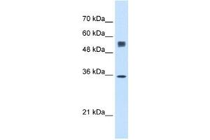 SSR1 antibody used at 0.