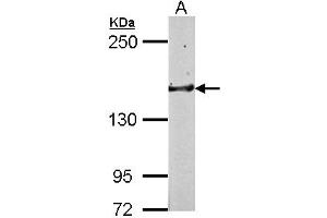 Western Blotting (WB) image for anti-Golgi Glycoprotein 1 (GLG1) (C-Term) antibody (ABIN1491926)