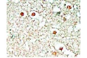 Human brain tissue was stained by Rabbit Anti-NPS (1-10) Antibody