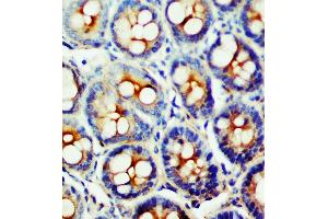 Anti-SSTR1 antibody, IHC(P) IHC(P): Rat Intestine Tissue (SSTR1 anticorps  (C-Term))