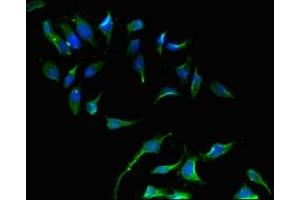 Immunofluorescent analysis of Hela cells using ABIN7169511 at dilution of 1:100 and Alexa Fluor 488-congugated AffiniPure Goat Anti-Rabbit IgG(H+L)