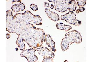 Anti-Aquaporin 6 antibody, IHC(P) IHC(P): Human Placenta Tissue (AQP6 anticorps  (C-Term))