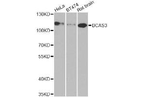 Western blot analysis of extracts of various cell lines, using BCAS3 antibody. (BCAS3 anticorps  (AA 674-913))