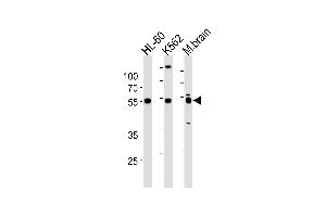 PTGER4 Antibody (Center) (ABIN1881704 and ABIN2843394) western blot analysis in HL-60,K562 cell line and mouse brain lysates (35 μg/lane). (PTGER4 anticorps  (AA 242-269))