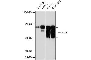 Western blot analysis of extracts of various cell lines, using CD14 antibody (ABIN7266167) at 1:1000 dilution. (CD14 anticorps)