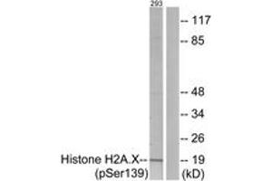 Western Blotting (WB) image for anti-H2A Histone Family, Member X (H2AFX) (pSer139) antibody (ABIN2888433) (H2AFX anticorps  (pSer139))