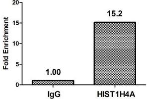 Chromatin Immunoprecipitation Hela (4*10 6 ) were treated with Micrococcal Nuclease, sonicated, and immunoprecipitated with 8 μg anti-HIST1H4A (ABIN7139199) or a control normal rabbit IgG. (HIST1H4A anticorps  (acLys8))