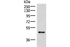 Western blot analysis of Mouse lung tissue lysate using IRX2 Polyclonal Antibody at dilution of 1:300 (IRX2 anticorps)