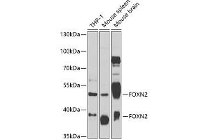 Western blot analysis of extracts of various cell lines, using FOXN2 antibody (ABIN6132006, ABIN6140751, ABIN6140752 and ABIN6223004) at 1:1000 dilution.